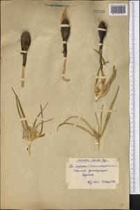 Colchicum robustum (Bunge) Stef., Middle Asia, Syr-Darian deserts & Kyzylkum (M7) (Uzbekistan)