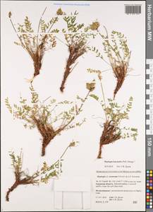 Oxytropis leucantha (Pall.)Bunge, Siberia, Russian Far East (S6) (Russia)