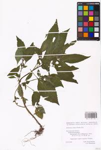 MHA 0 007 341, Elsholtzia ciliata (Thunb.) Hyl., Eastern Europe, Central forest-and-steppe region (E6) (Russia)