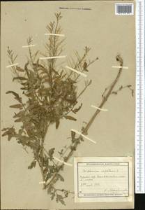 Cardamine impatiens L., Middle Asia, Muyunkumy, Balkhash & Betpak-Dala (M9) (Kazakhstan)