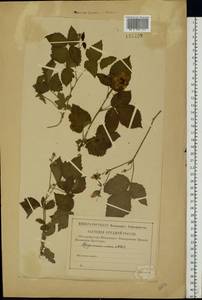 Rubus caesius L., Eastern Europe, Central forest region (E5) (Russia)