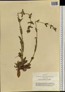 Silene viscosa (L.) Pers., Siberia, Altai & Sayany Mountains (S2) (Russia)