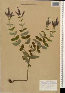 Mentha longifolia (L.) L., Caucasus, Armenia (K5) (Armenia)