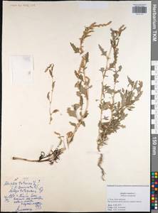 Atriplex tatarica L., Eastern Europe, Central region (E4) (Russia)