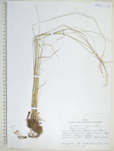 Poa versicolor Besser, Siberia, Russian Far East (S6) (Russia)