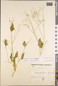 Chenopodiastrum hybridum (L.) S. Fuentes, Uotila & Borsch, Siberia, Yakutia (S5) (Russia)