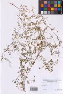 Vicia hirsuta (L.) Gray, Eastern Europe, Moscow region (E4a) (Russia)