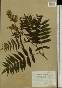 Sorbaria sorbifolia (L.) A. Braun, Siberia, Russian Far East (S6) (Russia)