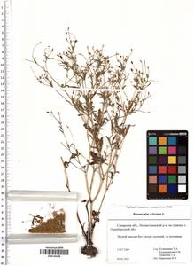 Ranunculus sceleratus L., Eastern Europe, Middle Volga region (E8) (Russia)