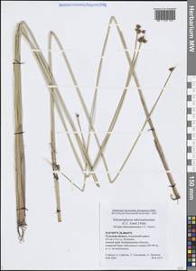 Schoenoplectus tabernaemontani (C.C.Gmel.) Palla, Eastern Europe, Central region (E4) (Russia)