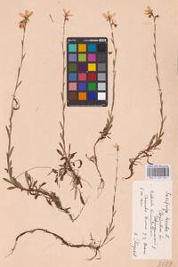 Saxifraga hirculus L., Eastern Europe, Eastern region (E10) (Russia)