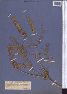 Onobrychis chorassanica Boiss., Middle Asia, Western Tian Shan & Karatau (M3) (Kazakhstan)