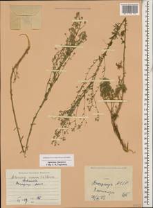 Artemisia incana (L.) Druce, Caucasus, Armenia (K5) (Armenia)