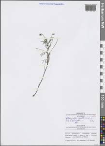 Astragalus austriacus Jacq., Eastern Europe, Middle Volga region (E8) (Russia)