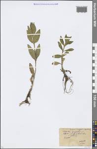 Veronica anagallis-aquatica L., Eastern Europe, Moscow region (E4a) (Russia)