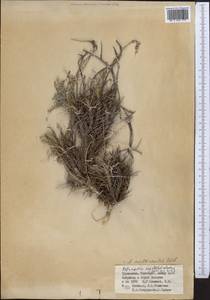 Astragalus verus Olivier, Middle Asia, Kopet Dag, Badkhyz, Small & Great Balkhan (M1) (Turkmenistan)