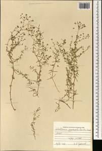 Mesostemma gypsophiloides (Fenzl) M. T. Sharples & E. A. Tripp, Mongolia (MONG) (Mongolia)