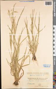 Bromus arvensis L., Eastern Europe, North Ukrainian region (E11) (Ukraine)