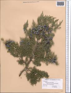 Juniperus excelsa subsp. polycarpos (K. Koch) Takht., Middle Asia, Kopet Dag, Badkhyz, Small & Great Balkhan (M1) (Turkmenistan)