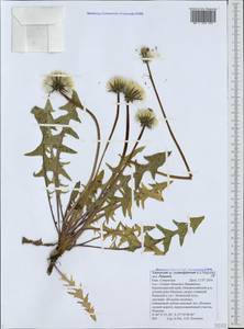 Taraxacum scaturiginosum G. E. Haglund, Caucasus, Black Sea Shore (from Novorossiysk to Adler) (K3) (Russia)