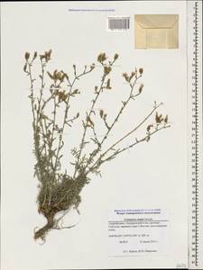 Centaurea caspia Grossh., Caucasus, Azerbaijan (K6) (Azerbaijan)