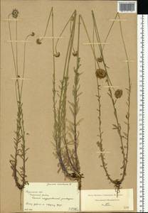 Jasione montana L., Eastern Europe, Central region (E4) (Russia)