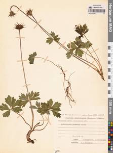 Trollius chartosepalus Schipcz., Siberia, Chukotka & Kamchatka (S7) (Russia)