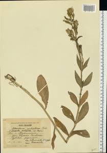 Silene noctiflora L., Eastern Europe, Moldova (E13a) (Moldova)