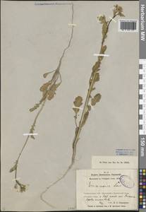 Eruca vesicaria subsp. sativa (Mill.) Thell., Middle Asia, Syr-Darian deserts & Kyzylkum (M7) (Uzbekistan)
