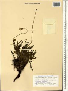 Papaver oreophilum Rupr., Caucasus, North Ossetia, Ingushetia & Chechnya (K1c) (Russia)