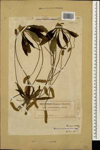 Plantago lanceolata L., Caucasus, Georgia (K4) (Georgia)