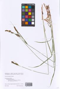 Carex hartmanii Cajander, Eastern Europe, Western region (E3) (Russia)