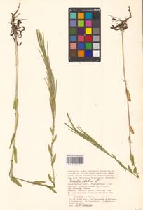 Turritis glabra L., Eastern Europe, Lower Volga region (E9) (Russia)