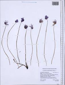 Cyclamen hederifolium Aiton, Western Europe (EUR) (Italy)