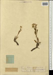 Lepidium cartilagineum (J. Mayer) Thell., Crimea (KRYM) (Russia)