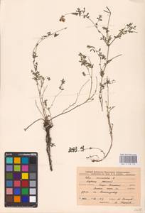 Lotus corniculatus L., Eastern Europe, Central forest-and-steppe region (E6) (Russia)