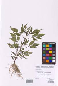 Bidens frondosa L., Eastern Europe, Central forest-and-steppe region (E6) (Russia)