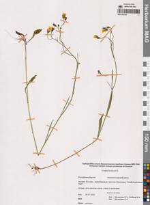 Crepis tectorum L., Siberia, Yakutia (S5) (Russia)
