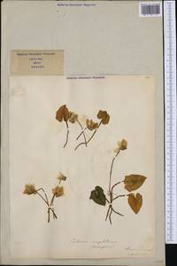 Cyclamen hederifolium Aiton, Western Europe (EUR) (Italy)