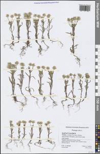 Plantago afra L., South Asia, South Asia (Asia outside ex-Soviet states and Mongolia) (ASIA) (Turkey)