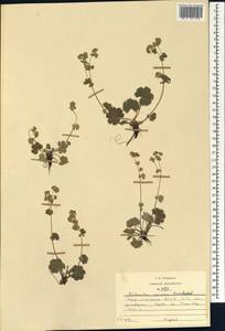 Alchemilla sericata Rchb., Caucasus, North Ossetia, Ingushetia & Chechnya (K1c) (Russia)