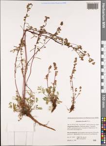 Artemisia borealis Pall., Siberia, Russian Far East (S6) (Russia)