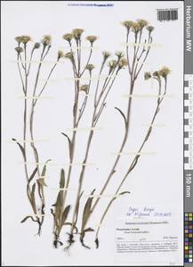 Crepis bungei Ledeb. ex DC., Siberia, Altai & Sayany Mountains (S2) (Russia)