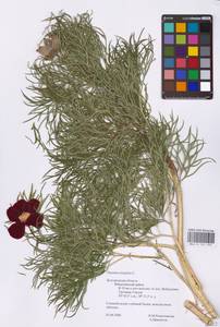 Paeonia tenuifolia L., Eastern Europe, Central forest-and-steppe region (E6) (Russia)