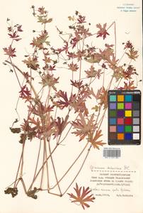 Geranium dahuricum DC., Siberia, Russian Far East (S6) (Russia)