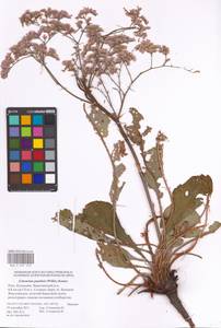 Limonium gmelini (Willd.) Kuntze, Eastern Europe, Lower Volga region (E9) (Russia)