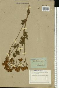 Tanacetum corymbosum subsp. corymbosum, Eastern Europe, South Ukrainian region (E12) (Ukraine)