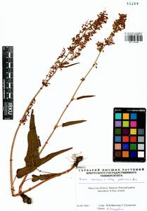 Rumex aquaticus L., Siberia, Baikal & Transbaikal region (S4) (Russia)