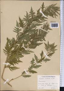 Lycopus exaltatus L.f., Middle Asia, Northern & Central Kazakhstan (M10) (Kazakhstan)