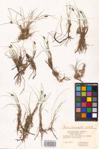 Carex stenophylla Wahlenb., Eastern Europe, Lower Volga region (E9) (Russia)